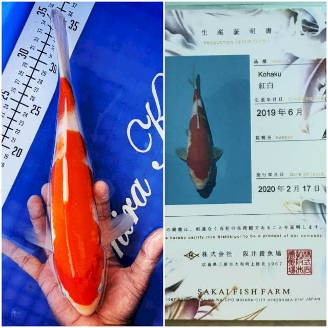 Kohaku Import Sakai