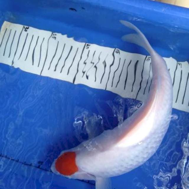 Kohaku 34 cm female