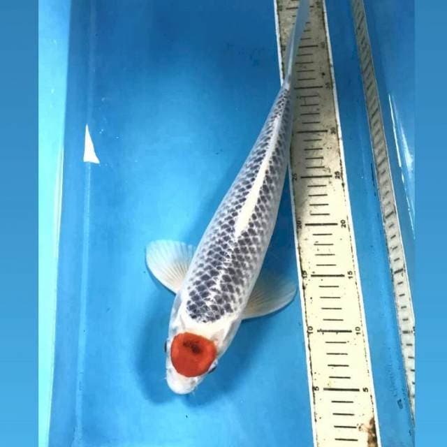 Tancho Goshiki, male 40 cm