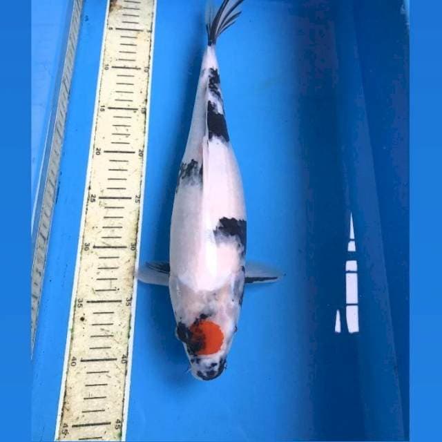 Tancho Showa, 40 cm