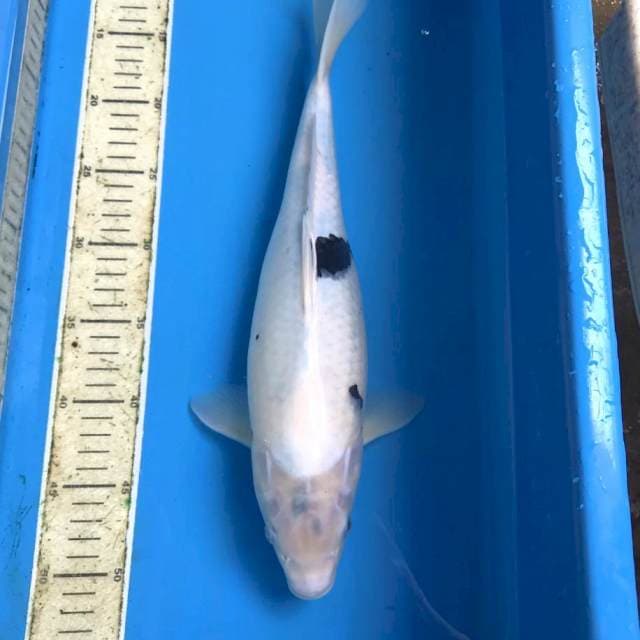 Shiro, 40 cm