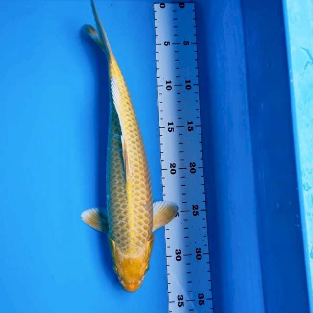 Ogon jaring rapi 30cm male