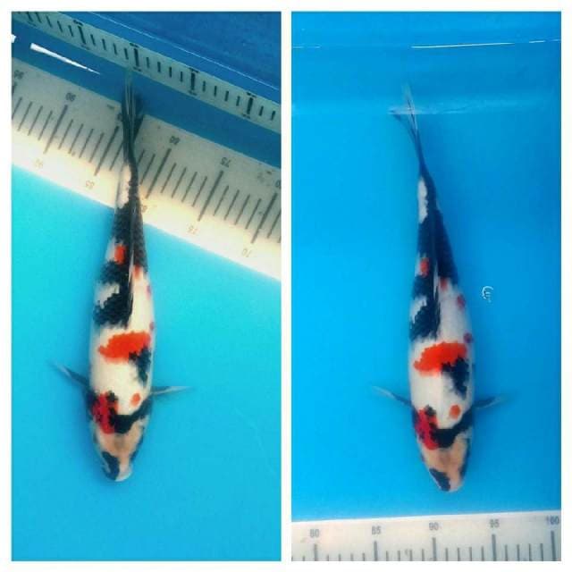 Kindai showa manteeb 36cm