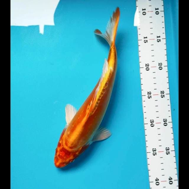 Kiko bata antik 28cm male