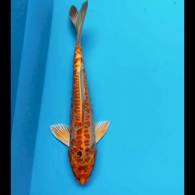 Kiko aragoke 27cm male