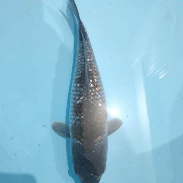 MARUTEN OCHIBA GINRIN 27cm