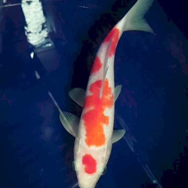 KOHAKU 4 STEP MERAH (bakat jumbo)