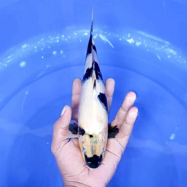 4. Shiro Motogoro || 28 cm || Jantan