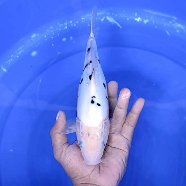 5. Bekko Doitsu || 27 cm