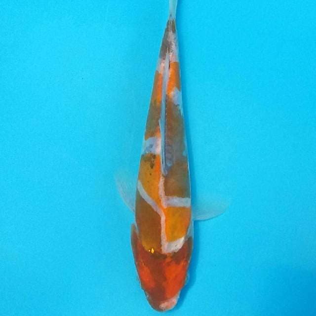 Showa good patern tategoi prospek 15cm