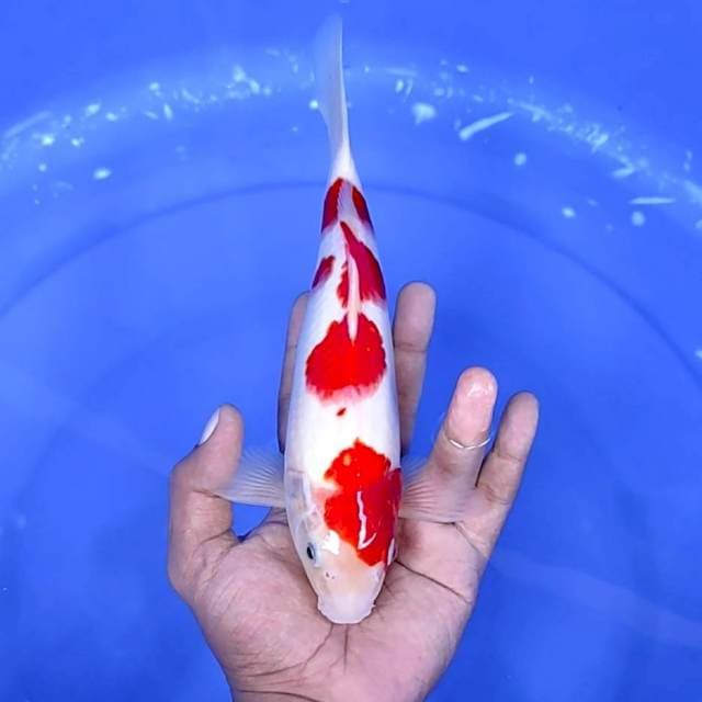 12. Kohaku || 25 cm
