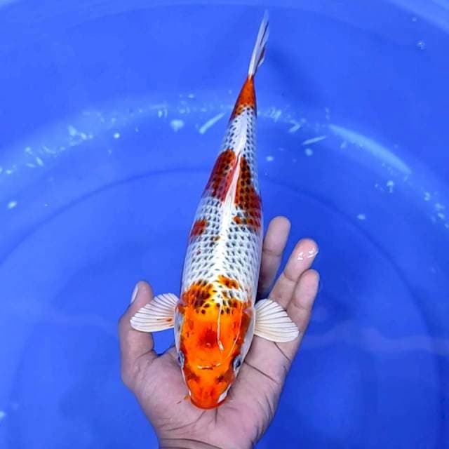 13. Kujaku || 31 cm