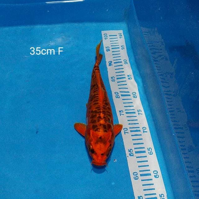 doitsu antik 35cm