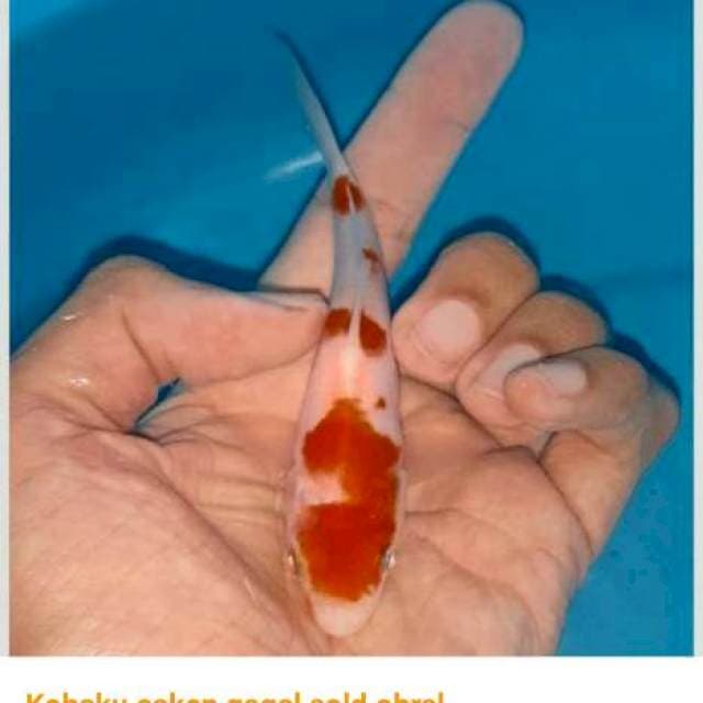 Kohaku 15bu korban PHP