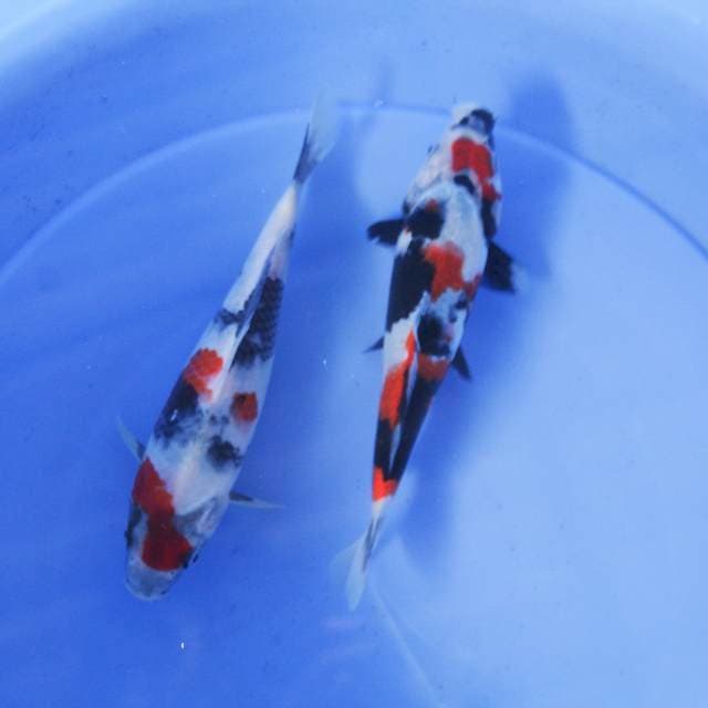 KINDAI SHOWA JOSSS 20-22cm