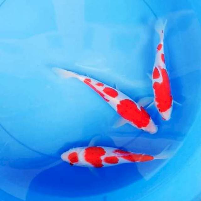 KOHAKU joss 20-22cm