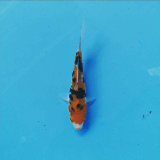Perisai 01