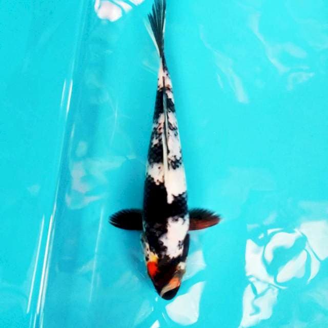 #SESI 2# C. SHOWA IMUT || 22 CM