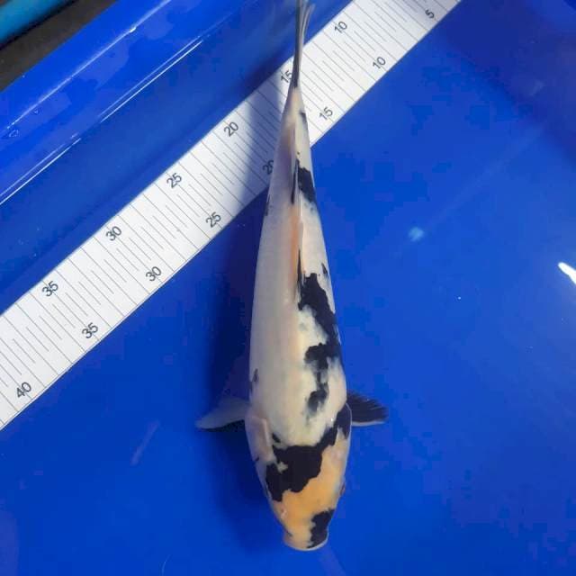 NORI^^ 1 shiro 32cm