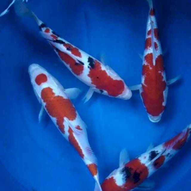 Mix koi