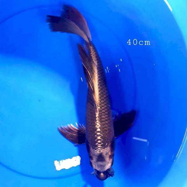 NORI**8 kumpay mukasi 40cm