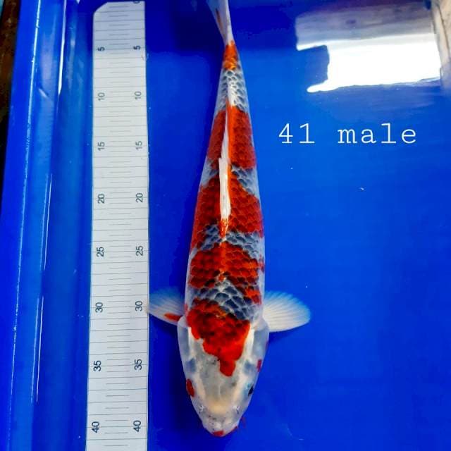 NORI** 9 ghosiki male 41cm