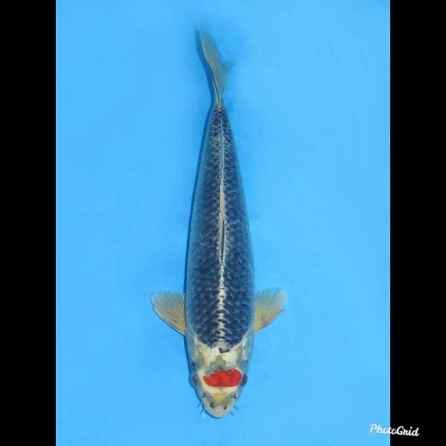 38cm Male , Tancho Kujaku