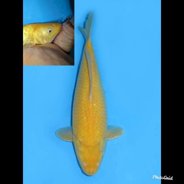 33cm Female , Karashi Good Body