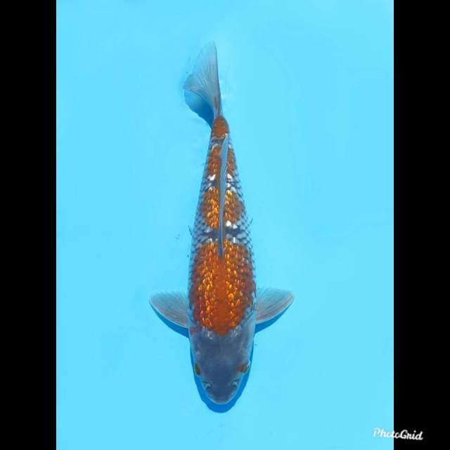 26cm , Female , Shigure Ginrin