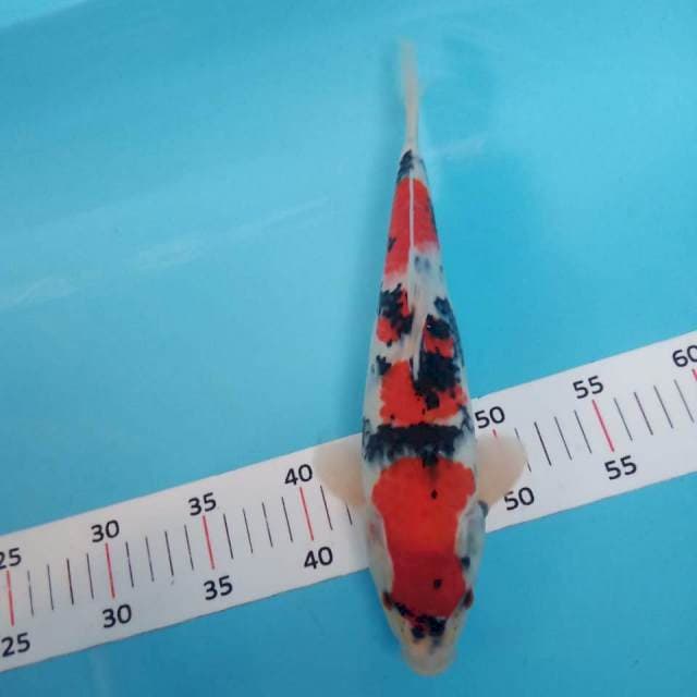 Showa 30cm
