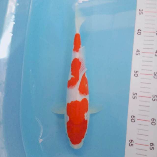 Kohaku 30cm