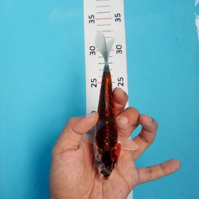 Kujaku 15cm