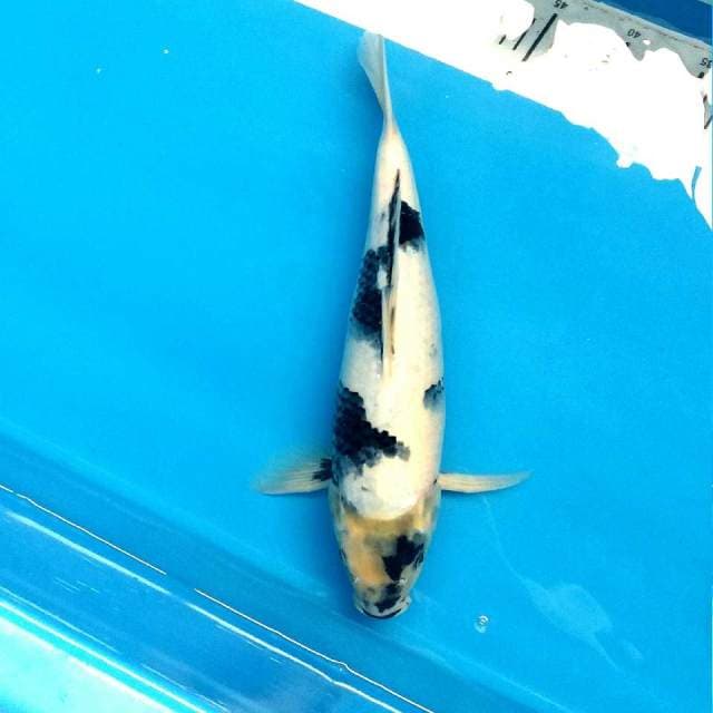 Shiro tategoi 40cm