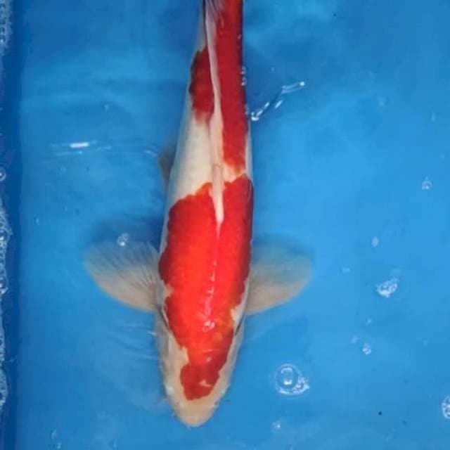 Kohaku Red Strong