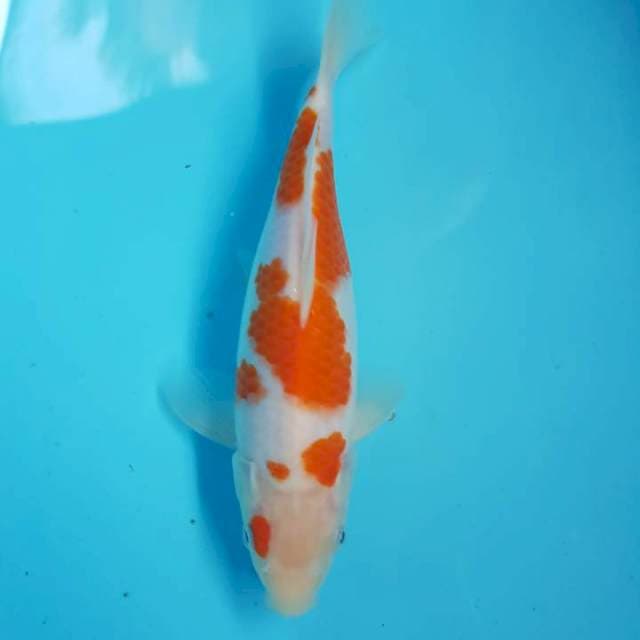 Kohaku original