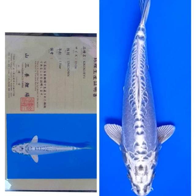 Kiko Import Serti Yamasan