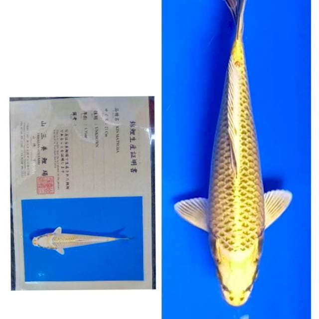Kin Matsuba Import Serti Yamasan