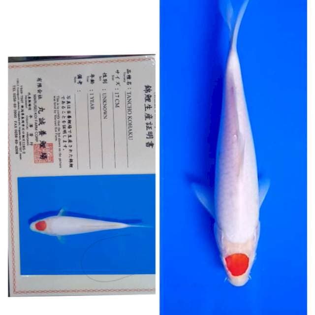 Tancho Kohaku Import Serti Marusei