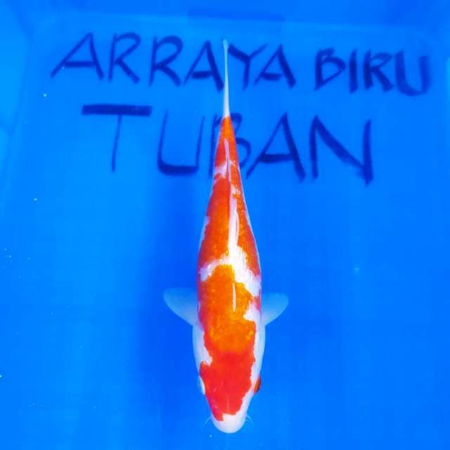 KOHAKU GINRIN 27cm.