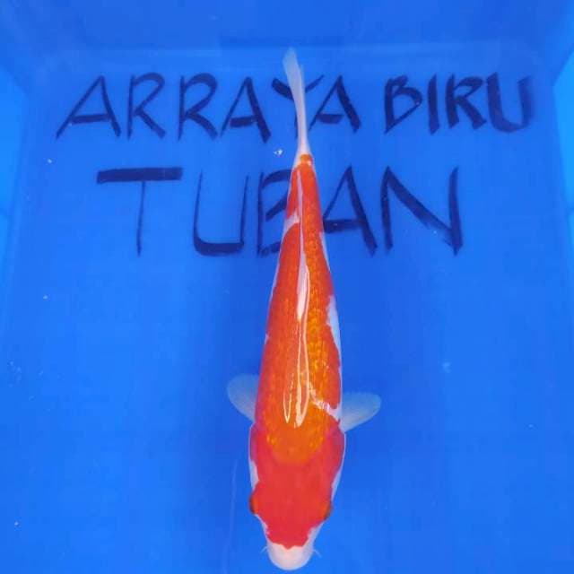 KOHAKU GINRIN 31cm