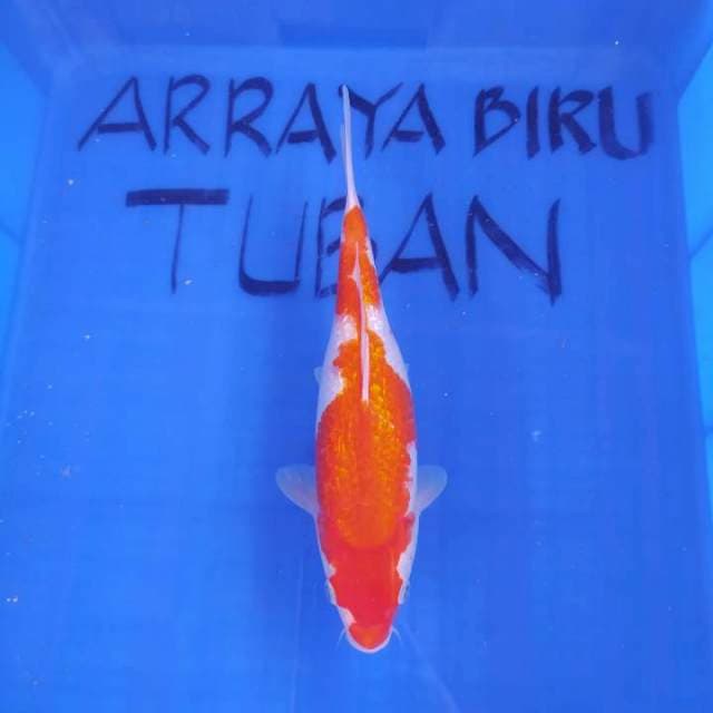 KOHAKU GINRIN 28cm