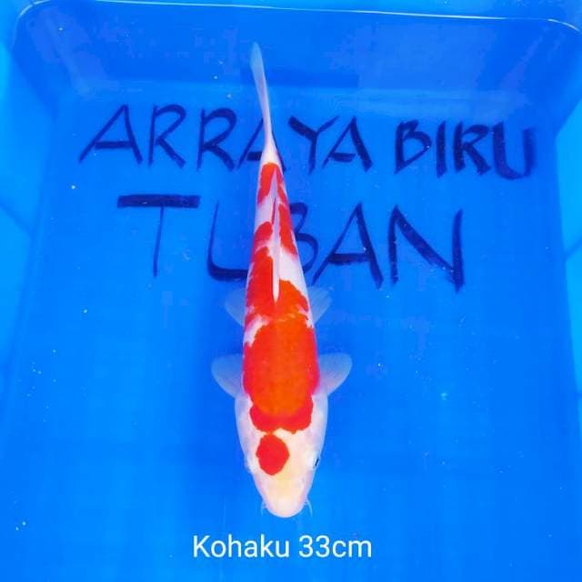 KOHAKU 33cm