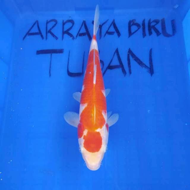 KOHAKU 33cm