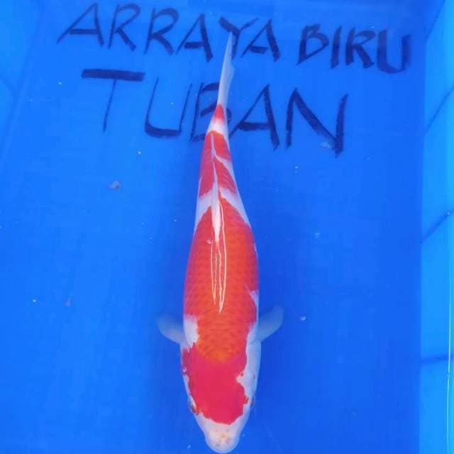 KOHAKU 34cm