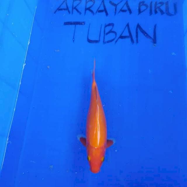 AKA HAJIRO TEMBUS MERAH 26cm