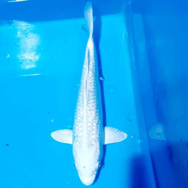 Platinum gindrin 31cm