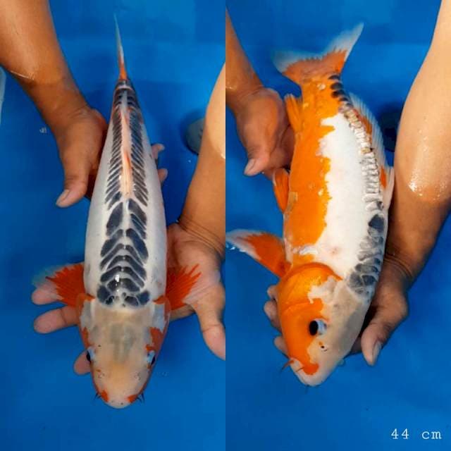 Shusui halus 44 cm