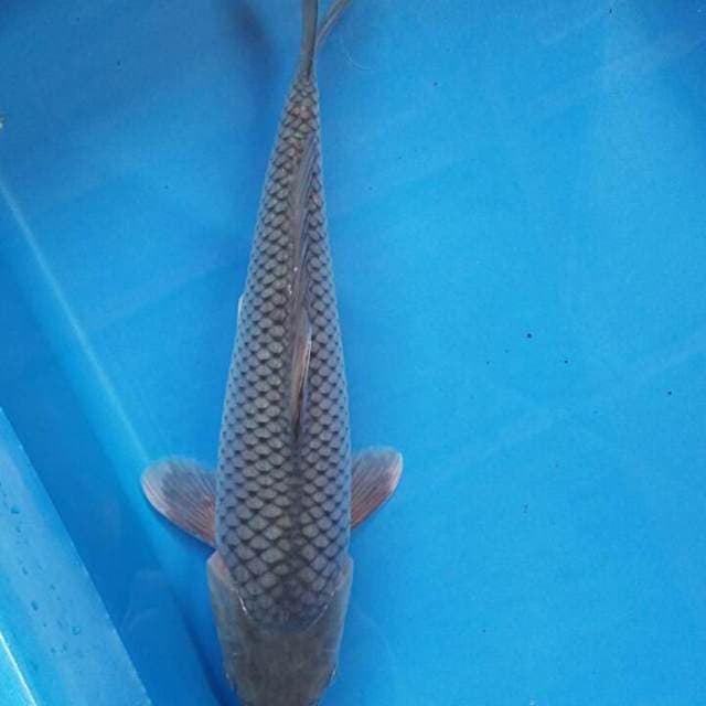 Sora goi 25cm