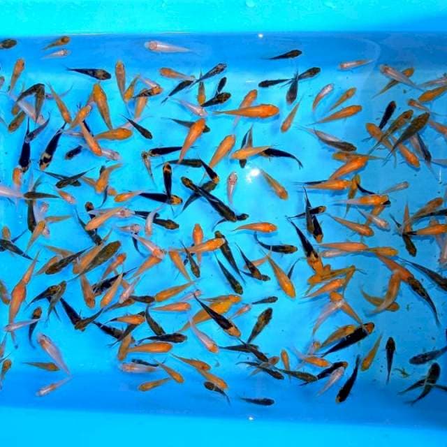 2-4cm , Paket 2 , 100 ekor , Kohaku Showa Doitsu , Goromo, Goshikj