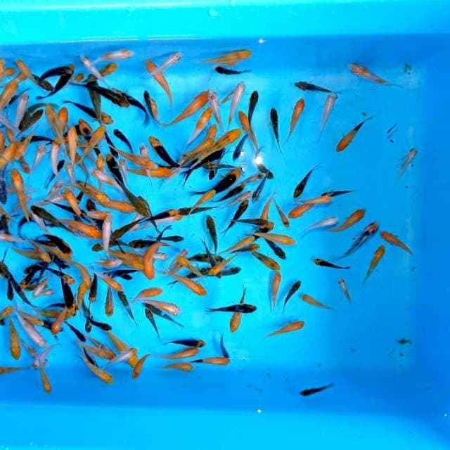 2-4cm , Paket 3 , 100 ekor , Kohaku Showa Doitsu , Goromo, Goshikj